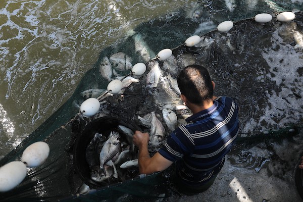 الاستزراع السمكي في غزة 434
