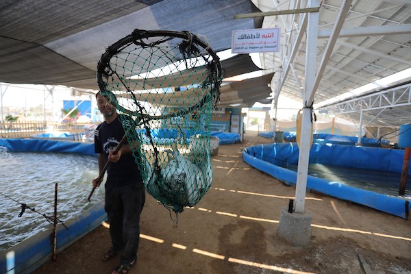 الاستزراع السمكي في غزة 65