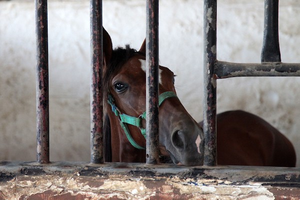 الحصار الاسرائيلي يفاقم معاناة مربي الخيول في قطاع غزة