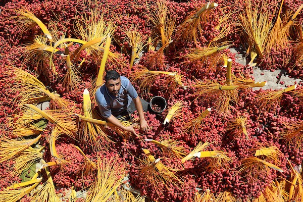 موسم جني ثمار البلح في قطاع غزة