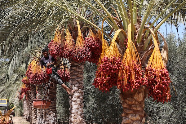 موسم جني ثمار البلح في قطاع غزة 3
