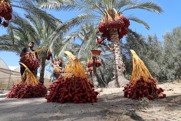موسم جني ثمار البلح في قطاع غزة 2