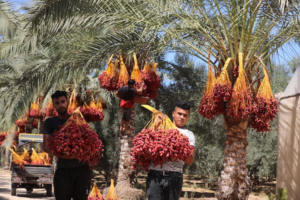 موسم جني ثمار البلح في قطاع غزة 8