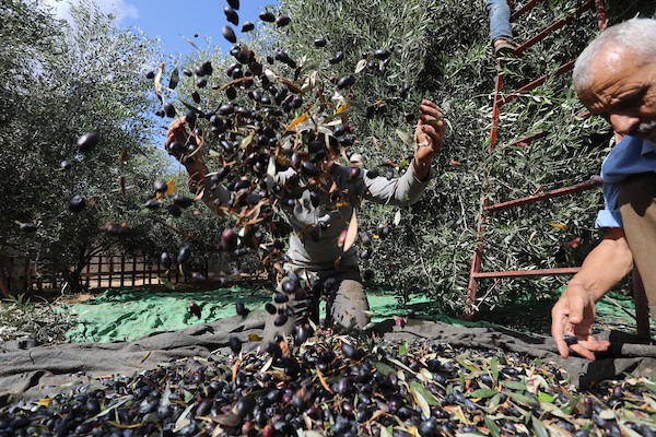 فلسطينيون يقطفون الزيتون خلال موسم الحصاد، في مدينة خان يونس جنوب قطاع غزة