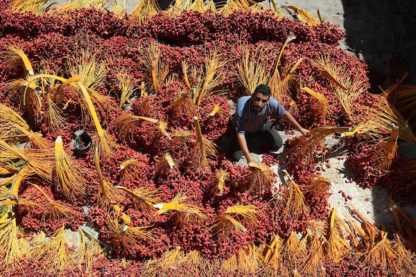 موسم جني ثمار البلح في قطاع غزة 5
