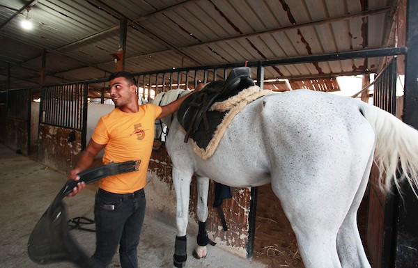 الحصار الاسرائيلي يفاقم معاناة مربي الخيول في قطاع غزة