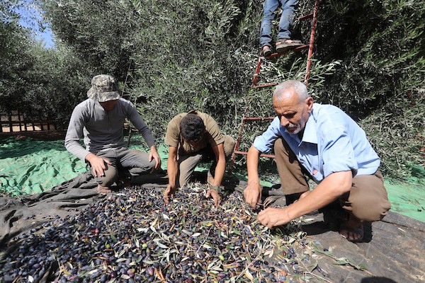 فلسطينيون يقطفون الزيتون خلال موسم الحصاد، في مدينة خان يونس جنوب قطاع غزة