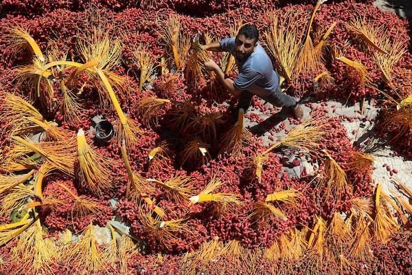 موسم جني ثمار البلح في قطاع غزة 6