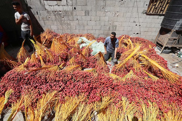 موسم جني ثمار البلح في قطاع غزة 1