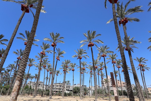 موسم جني ثمار البلح في قطاع غزة 9