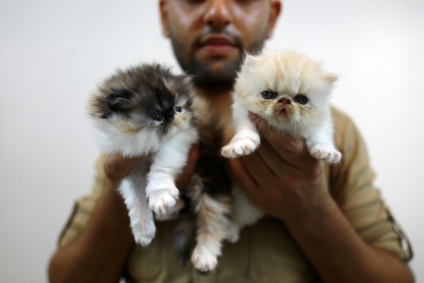 صالون عناية خاص بـالقطط فقط في غزة