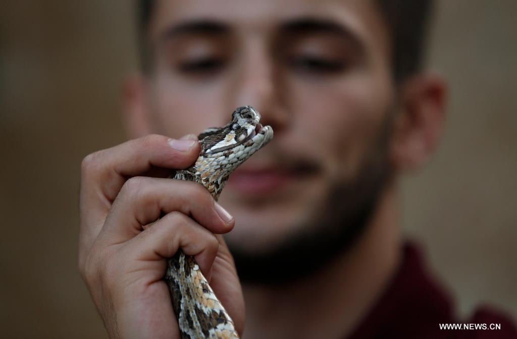 شاب فلسطيني يربي أثقل وأخطر الثعابين داخل منزله في مشهد خارج عن المألوف 3