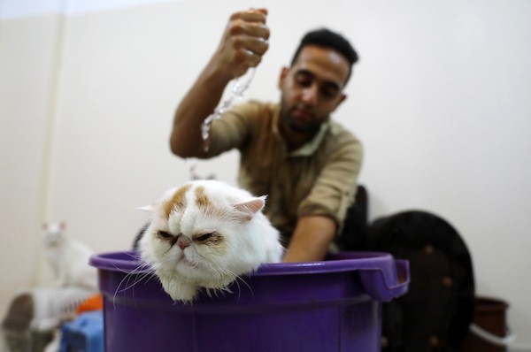 صالون عناية خاص بـالقطط فقط في غزة