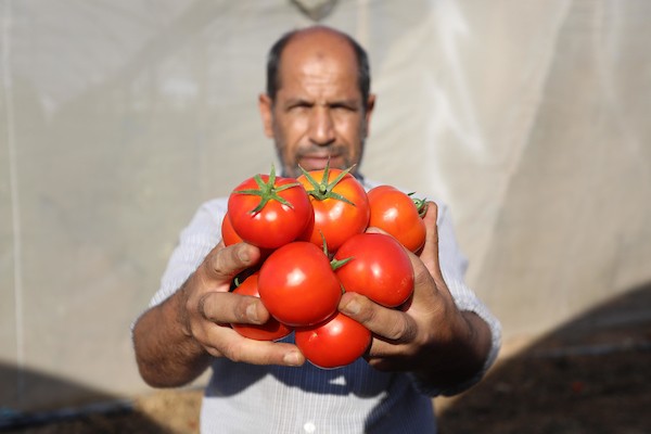 تصدير البندورة من القطاع 