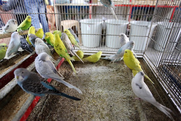  أكرم نور الدين (64 عاماً) داخل محله الخاص لبيع الطيور المستوردة، في مدينة غزة(16)