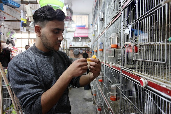  أكرم نور الدين (64 عاماً) داخل محله الخاص لبيع الطيور المستوردة، في مدينة غزة