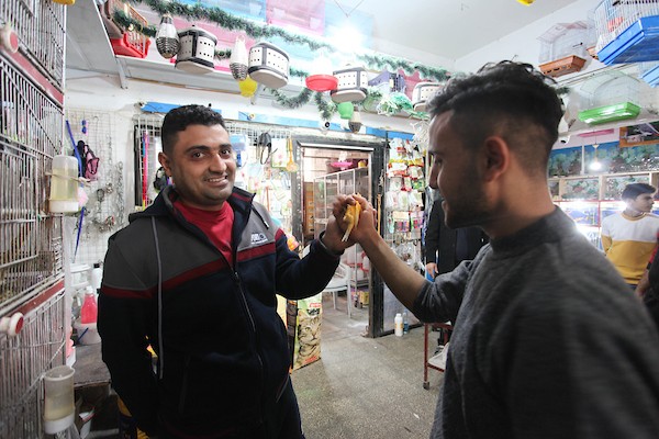  أكرم نور الدين (64 عاماً) داخل محله الخاص لبيع الطيور المستوردة، في مدينة غزة