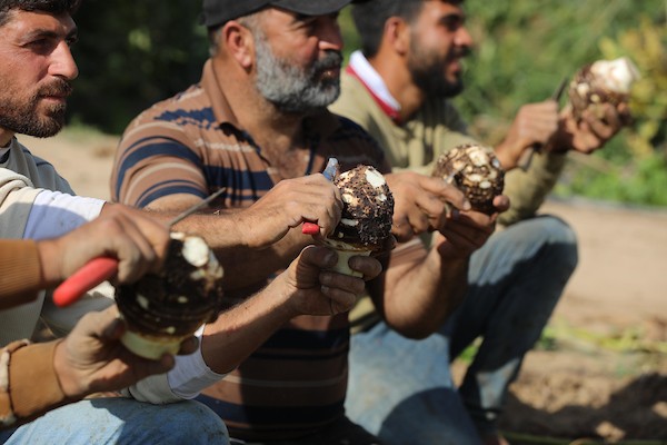 موسم حصاد القلقاس في قطاع غزة