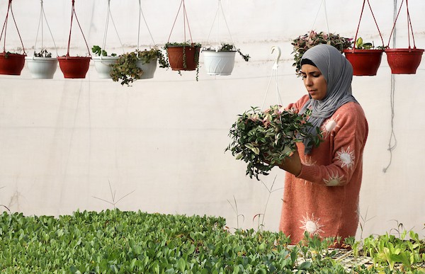 شاريهان تحقق حلمها بإنشاء مشتلها الزراعي الخاص بمدينة نابلس