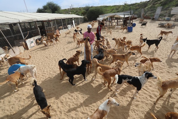 مركز جمعية سلالة بمدينة غزة لرعاية الحيوانات الضالة والمريضة 8