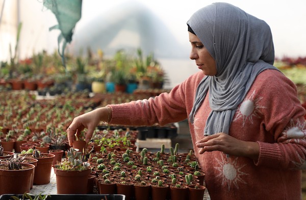 شاريهان تحقق حلمها بإنشاء مشتلها الزراعي الخاص بمدينة نابلس