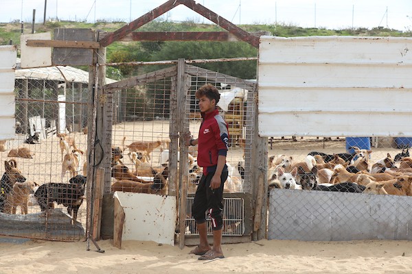 مركز جمعية سلالة بمدينة غزة لرعاية الحيوانات الضالة والمريضة 13