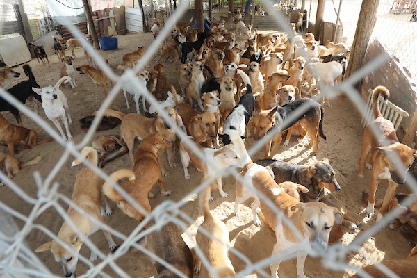 مركز جمعية سلالة بمدينة غزة لرعاية الحيوانات الضالة والمريضة 3