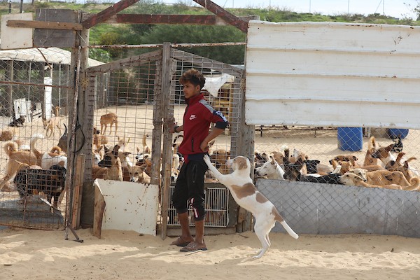 مركز جمعية سلالة بمدينة غزة لرعاية الحيوانات الضالة والمريضة 12