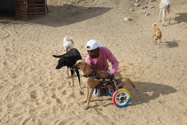 مركز جمعية سلالة بمدينة غزة لرعاية الحيوانات الضالة والمريضة 17