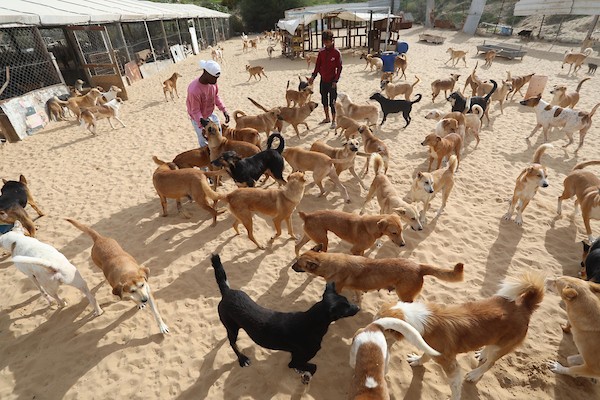 مركز جمعية سلالة بمدينة غزة لرعاية الحيوانات الضالة والمريضة 6