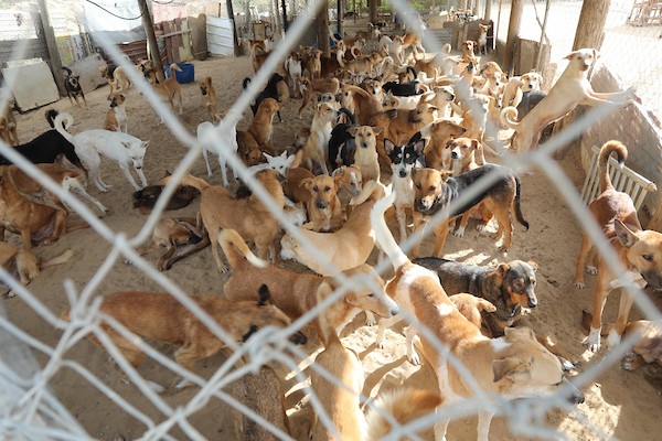 مركز جمعية سلالة بمدينة غزة لرعاية الحيوانات الضالة والمريضة