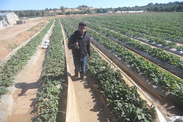 الأمطار تلحق أضراراً بمزارع الفراولة في غزة