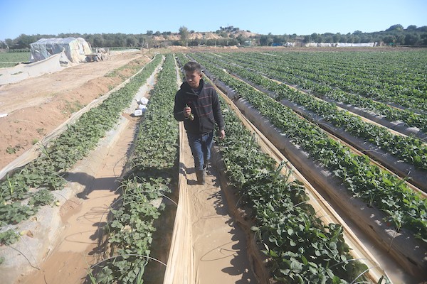 الأمطار تلحق أضراراً بمزارع الفراولة في غزة