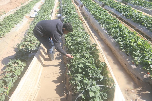 الأمطار تلحق أضراراً بمزارع الفراولة في غزة