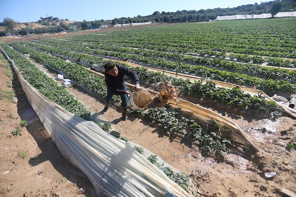 الأمطار تلحق أضراراً بمزارع الفراولة في غزة