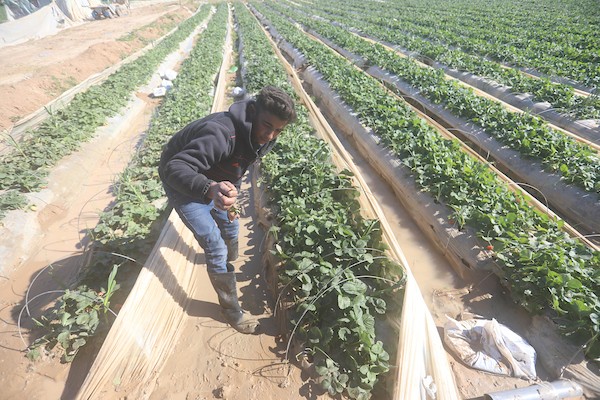 الأمطار تلحق أضراراً بمزارع الفراولة في غزة