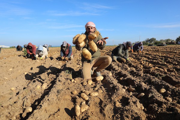موسم البطاطس في غزة