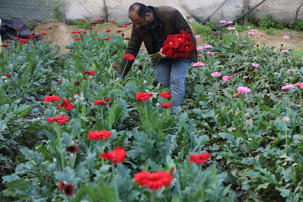  صاحب مزرعة ومحل للورود، عبد الله أبو حليمة