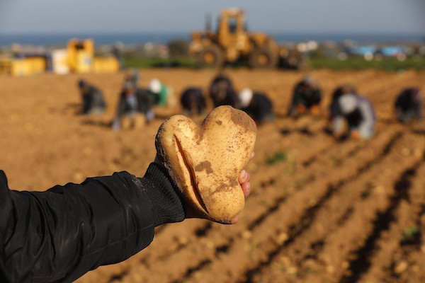 موسم البطاطس في غزة