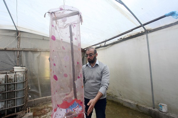 المهندس الفلسطيني محمد البرنية يتفقد تقدم ذبابة الجندي الأسود في دفيئة بلاستيكية بمدينة غزة  14.jpg