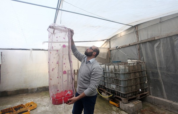 المهندس الفلسطيني محمد البرنية يتفقد تقدم ذبابة الجندي الأسود في دفيئة بلاستيكية بمدينة غزة  15.jpg