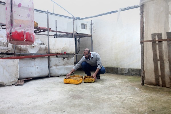 المهندس الفلسطيني محمد البرنية يتفقد تقدم ذبابة الجندي الأسود في دفيئة بلاستيكية بمدينة غزة  18.jpg