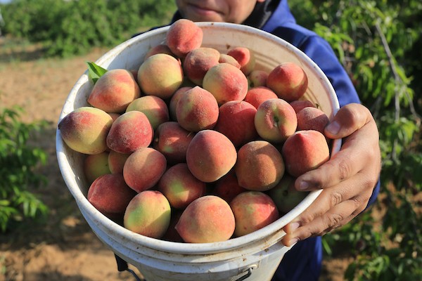 موسم حصاد فاكهة الصيف الخوخ في قطاع غزة