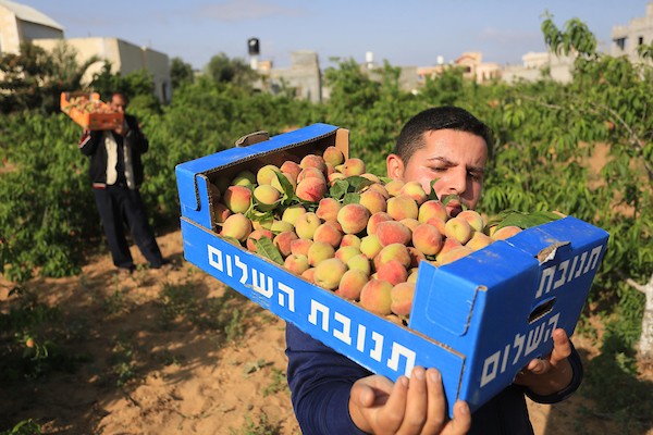 موسم حصاد فاكهة الصيف الخوخ في قطاع غزة