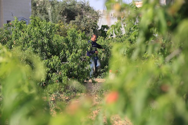 موسم حصاد فاكهة الصيف الخوخ في قطاع غزة