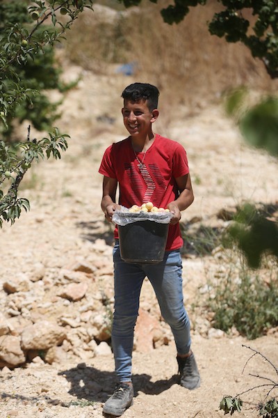 موسم حصاد المشمش في سلفيت 12.jpg