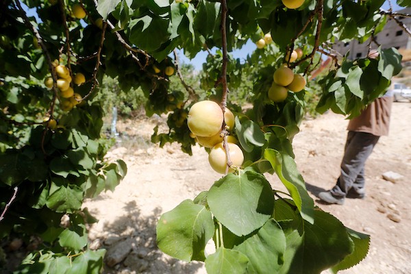 موسم حصاد المشمش في سلفيت 7.jpg