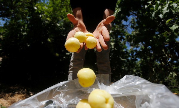 موسم حصاد المشمش في سلفيت 3.jpg