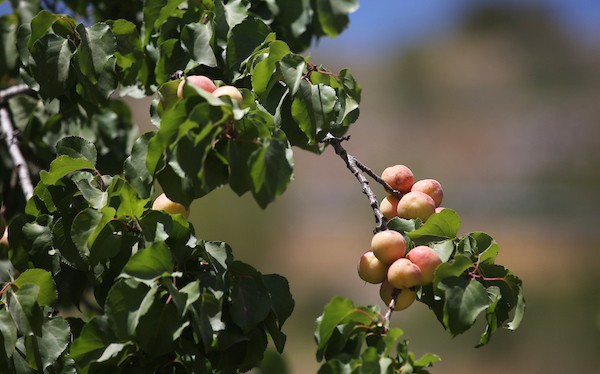 موسم حصاد المشمش في سلفيت 19.jpg