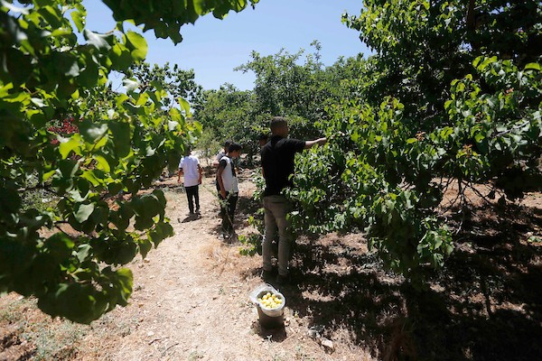 موسم حصاد المشمش في سلفيت 5.jpg